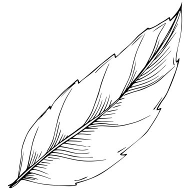 Acer negundo çizimi illüstrasyon.