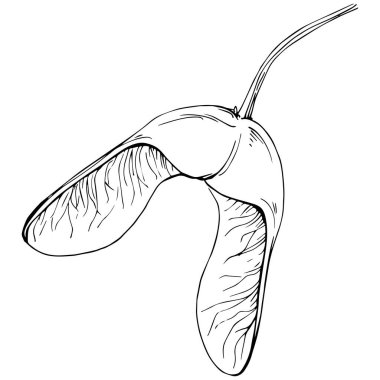 Acer negundo çizimi illüstrasyon.