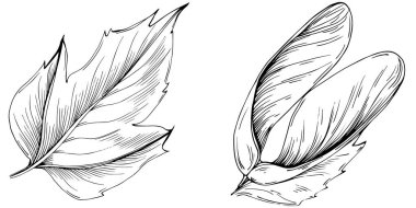 Acer negundo çizimi. Akçaağaç doğası oymalı stil illüstrasyonu. Detaylı bitki ürünü. Tasarım logosu, menü, etiket, simge, pul için en iyisi.