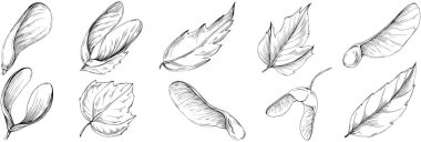 Acer negundo çizimi. Akçaağaç doğası oymalı stil illüstrasyonu. Detaylı bitki ürünü. Tasarım logosu, menü, etiket, simge, pul için en iyisi.