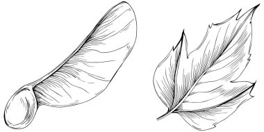 Acer negundo çizimi. Akçaağaç doğası oymalı stil illüstrasyonu. Detaylı bitki ürünü. Tasarım logosu, menü, etiket, simge, pul için en iyisi.