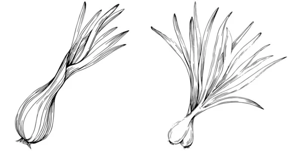 Oignons Verts Vecteur Isolé Illustration Style Gravé Base Plantes Croquis — Image vectorielle