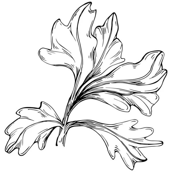 Persil Plante Isolée Vecteur — Image vectorielle