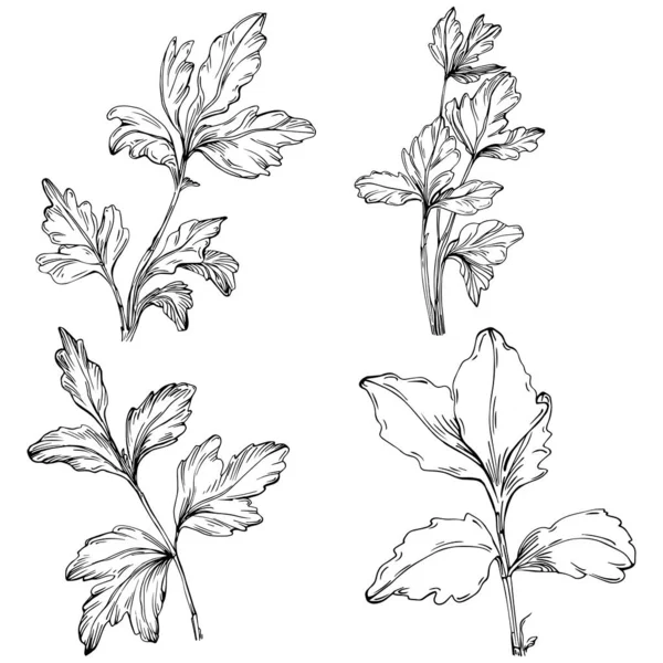 Векторное Изолированное Растение Петрушки — стоковый вектор