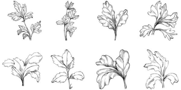 파슬리 벡터는 잎으로 식물을 합니다 조각된 문체의 디자인 아이콘 우표를 — 스톡 벡터