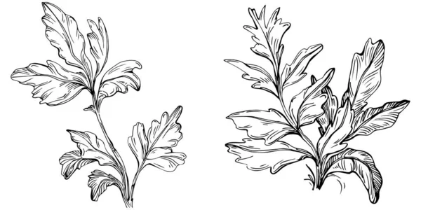 Petrželový Vektor Izolované Rostliny Listy Bylinný Rytý Styl Ilustrace Detailní — Stockový vektor