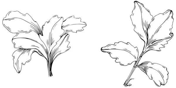 Petersilie Vektor Isolierte Pflanze Mit Blättern Illustration Pflanzlicher Gravur Detaillierte — Stockvektor