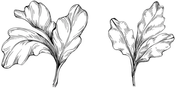香菜病媒用叶子隔离植物 草本雕刻风格图解 详细的有机产品草图 最适合设计标志 — 图库矢量图片