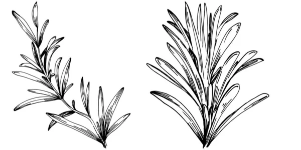 Rosemary Branches Feuilles Isolées Vecteur Dessiné Main Croquis Illustration Alimentaire — Image vectorielle