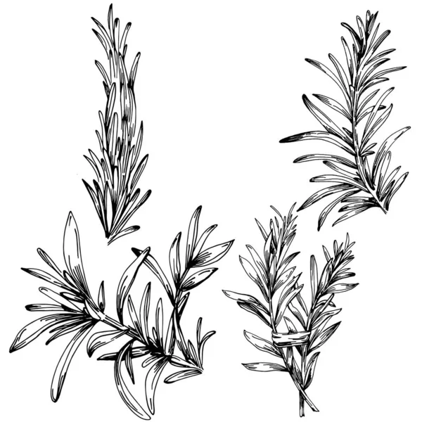 Biberiye dalları ve yaprakları izole