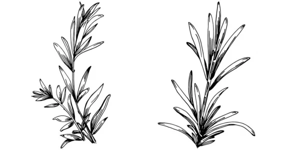 Rosemary Branches Feuilles Isolées Vecteur Dessiné Main Croquis Illustration Alimentaire — Image vectorielle