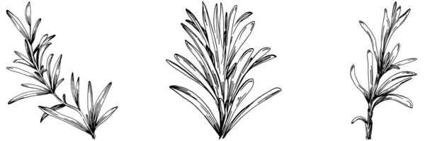 Biberiye Dalları Yaprakları Izole Edilmiş Vektör Çizimi Yemek Çizimi Eski — Stok Vektör