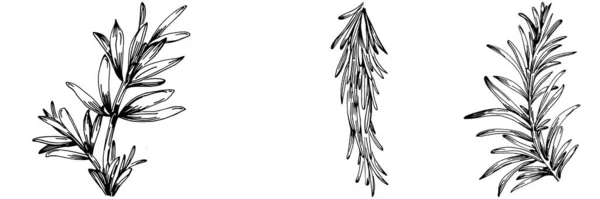 Розмарин Ветви Листья Изолированы Векторный Ручной Рисунок Продовольственная Иллюстрация Винтажный — стоковый вектор
