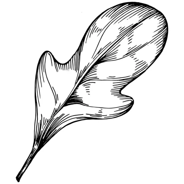 Arugula Vektorisolierte Pflanze — Stockvektor
