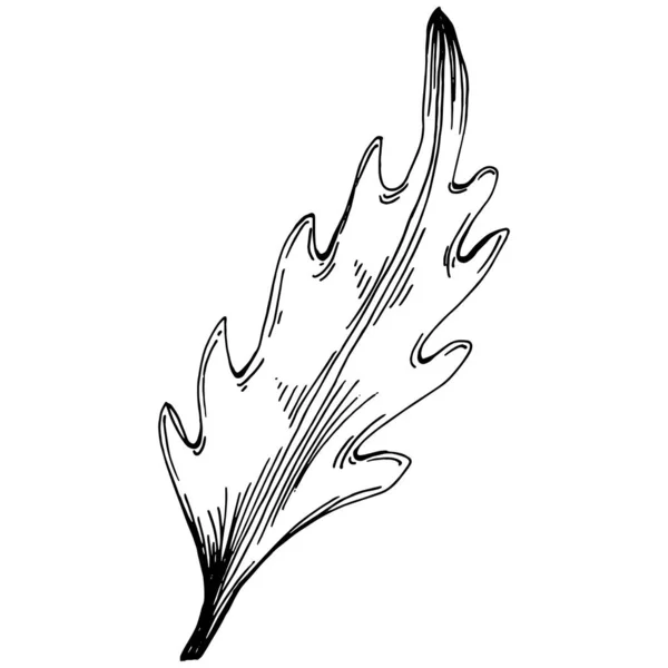 Рукола Векторна Ізольована Рослина — стоковий вектор