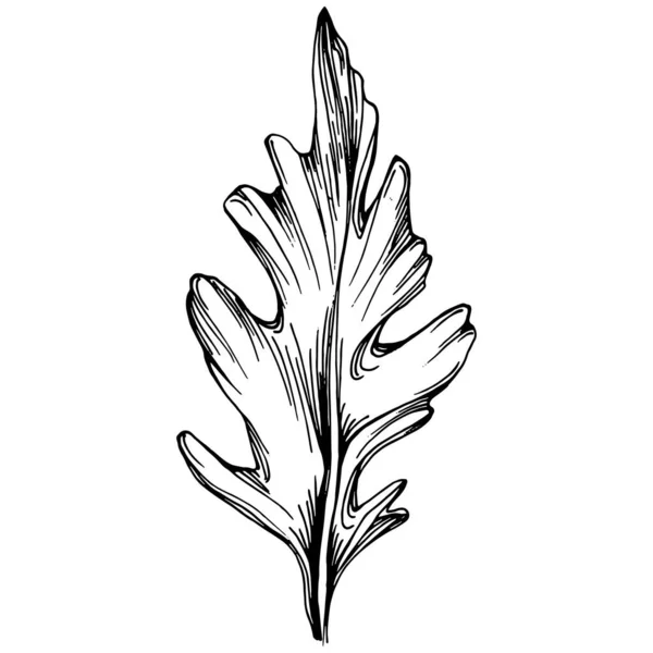 Рукола Векторна Ізольована Рослина — стоковий вектор