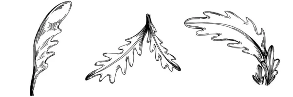 Arugula Vektor Izolované Rostliny Listy Bylinný Rytý Styl Ilustrace Detailní — Stockový vektor