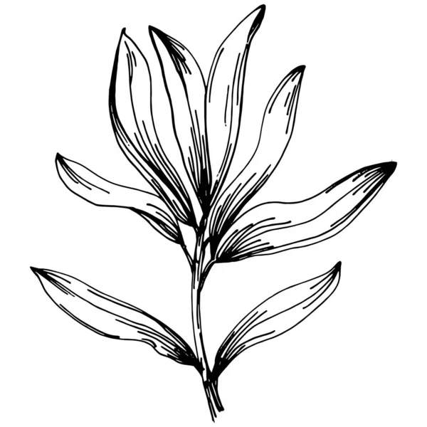 Thymian Vektor Isolierte Pflanze — Stockvektor
