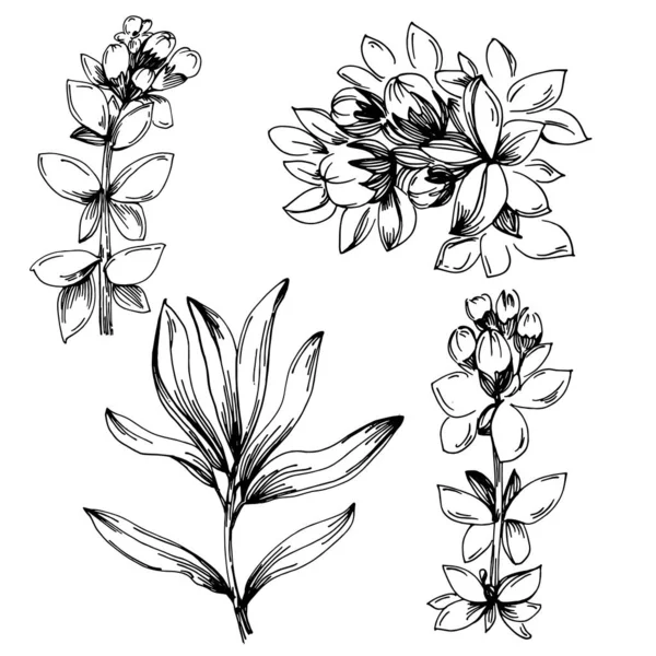 タイムベクトル絶縁型植物 — ストックベクタ