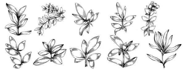 葉を持つタイムベクトル絶縁型植物 ハーバル彫刻スタイルのイラスト デザインロゴ メニュー ラベル アイコン スタンプのためのベスト — ストックベクタ