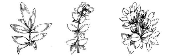 Θυμάρι Διάνυσμα Απομονωμένο Φυτό Φύλλα Φυτικό Ανάγλυφο Στυλ Εικονογράφηση Αναλυτικό — Διανυσματικό Αρχείο