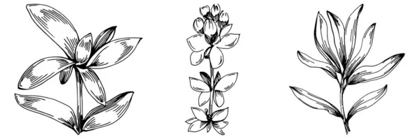 Thymian Vektor Isolierte Pflanze Mit Blättern Illustration Pflanzlicher Gravur Detaillierte — Stockvektor