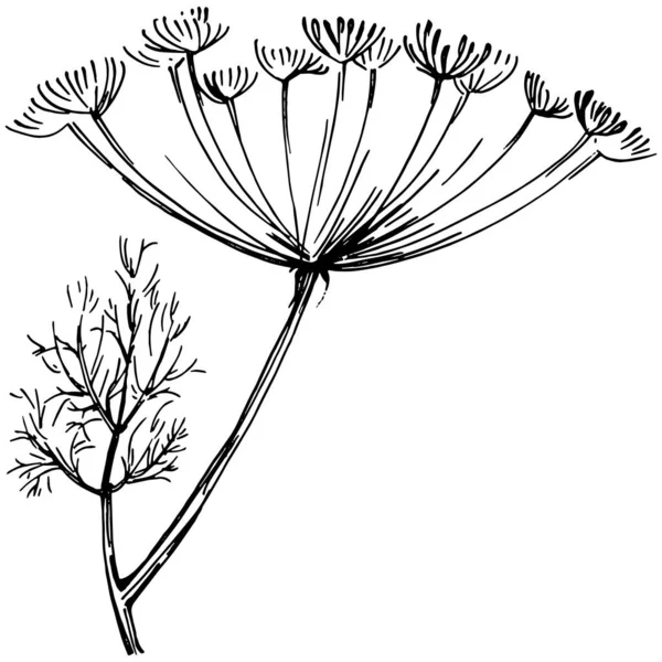 Dill Oder Fenchelpflanze Isoliert — Stockvektor