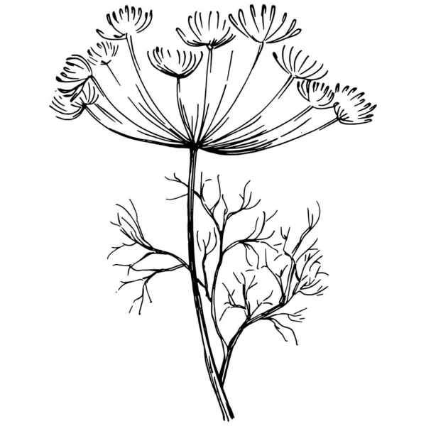 Dill Oder Fenchelpflanze Isoliert — Stockvektor