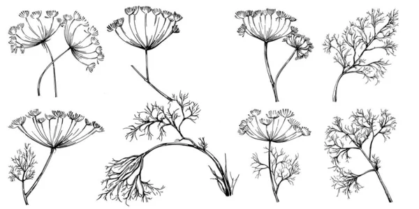 Planta Aislada Vector Eneldo Hinojo Con Hojas Ilustración Estilo Grabado — Archivo Imágenes Vectoriales