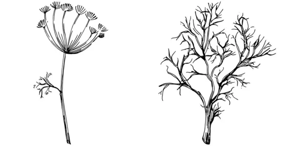 Dill Oder Fenchelpflanze Isoliert Mit Blättern Illustration Pflanzlicher Gravur Detaillierte — Stockvektor