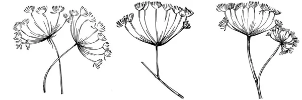 Dill Oder Fenchelpflanze Isoliert Mit Blättern Illustration Pflanzlicher Gravur Detaillierte — Stockvektor