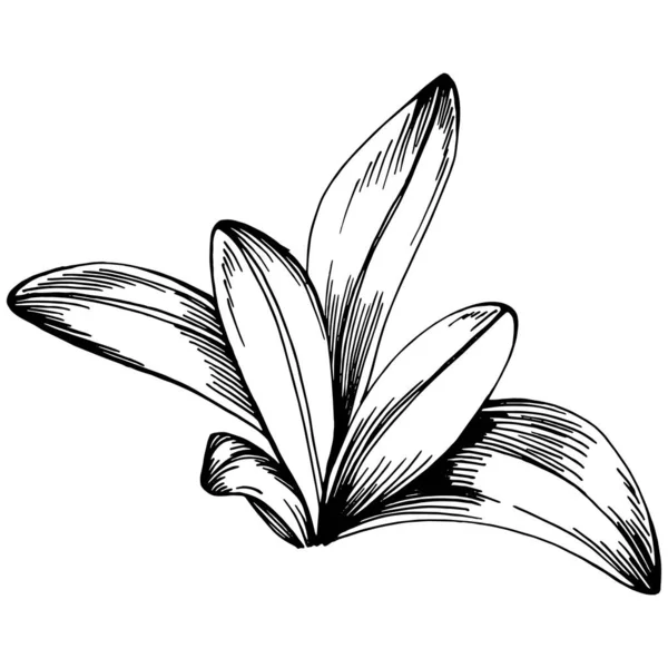 Sage Vector Isolated Plant — 图库矢量图片