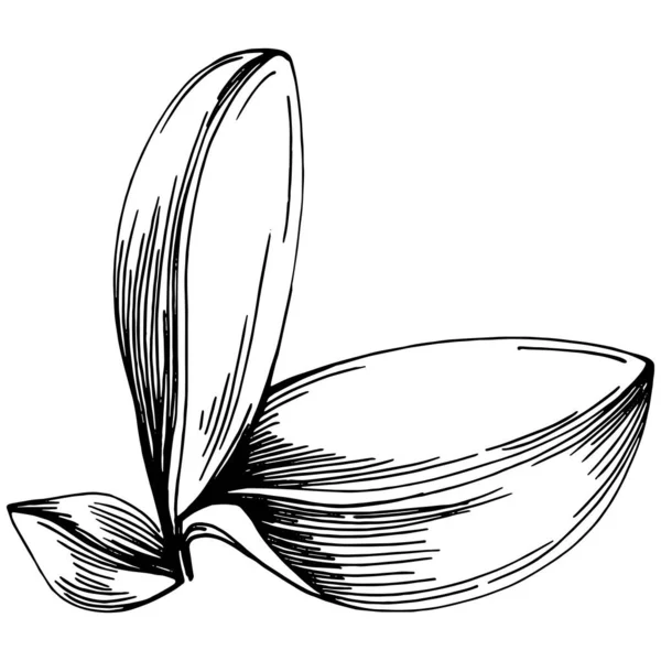 Шавлія Векторні Ізольовані Рослини — стоковий вектор