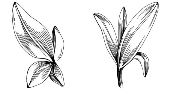 Мудрый Вектор Изолированное Растение Листьями Травяная Гравировка Стиле Иллюстрации Детальный — стоковый вектор