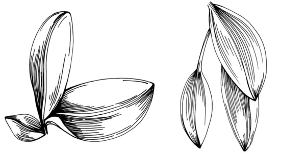 Šalvějový Vektor Izolované Rostliny Listy Bylinný Rytý Styl Ilustrace Detailní — Stockový vektor