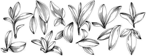 葉を持つセージベクトル分離植物 ハーバル彫刻スタイルのイラスト デザインロゴ メニュー ラベル アイコン スタンプのためのベスト — ストックベクタ