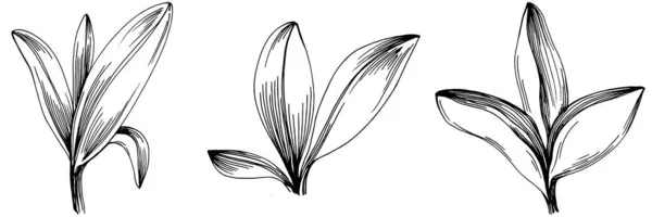 Salie Vector Geïsoleerde Plant Met Bladeren Herbal Gegraveerde Stijl Illustratie — Stockvector
