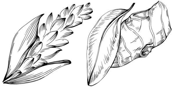 Ingwervektorpflanze Illustration Pflanzlicher Gravur Detaillierte Bioprodukt Skizze — Stockvektor