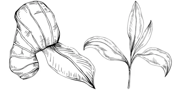 花の木の葉 黒と白のクリップアートのベクトルスケッチ図を設定 — ストックベクタ