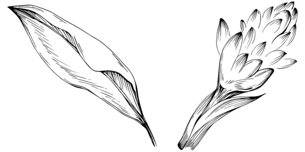 花树叶子 黑白剪贴画的一组矢量草图 — 图库矢量图片