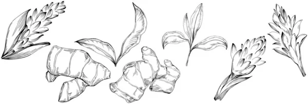 Set Croquis Vectoriel Illustration Feuilles Arbres Floraux Clip Art Noir — Image vectorielle