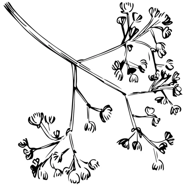 Černobílý Klip Grafika Kvetoucí Větve Pupeny Listy — Stockový vektor