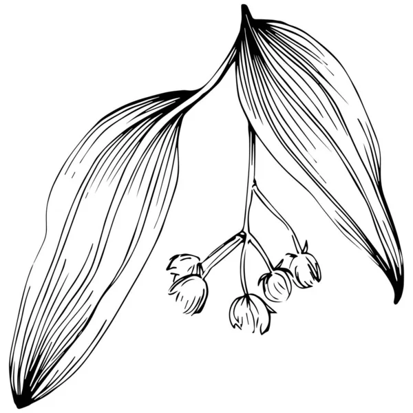 Pinza Blanco Negro Arte Gráfico Hojas Salvia — Vector de stock