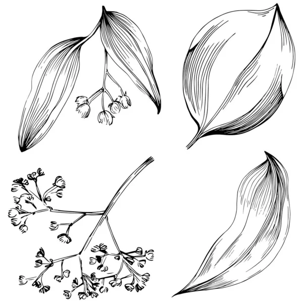 Set Vector Sketch Illustration Floral Tree Leaves Black White Clip — Stock Vector