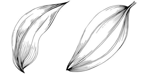 黑白相间的剪贴画 鼠尾草的图形艺术 — 图库矢量图片