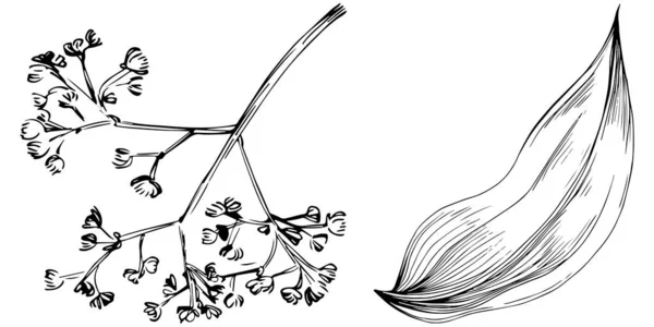 Set Vektorový Náčrt Ilustrace Květinových Listů Stromů Černobílý Klip — Stockový vektor