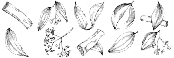 Conjunto Desenho Vetorial Ilustração Folhas Árvores Florais Preto Branco Clip —  Vetores de Stock