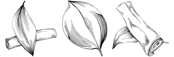 集合集合 黑色和白色剪贴画 植物叶子在白色背景上隔离 — 图库矢量图片