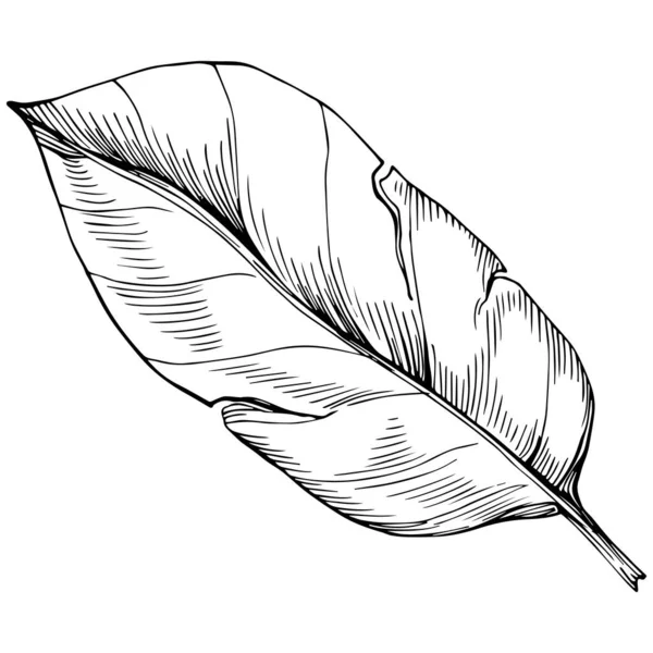 하나의 나뭇잎 스케치 블랙앤 화이트 일러스트 — 스톡 벡터