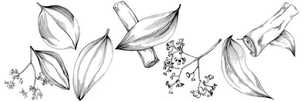 Set Διανυσματικό Σκίτσο Εικονογράφηση Των Φύλλων Floral Δέντρο Μαύρο Και — Διανυσματικό Αρχείο